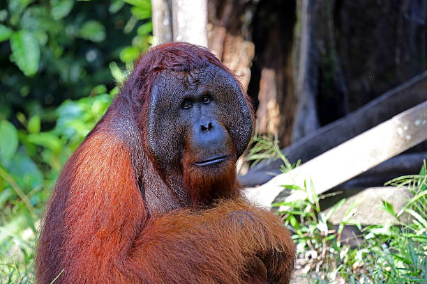istock Indonesia: Orangutans in Tanjung Puting National Park 520469781