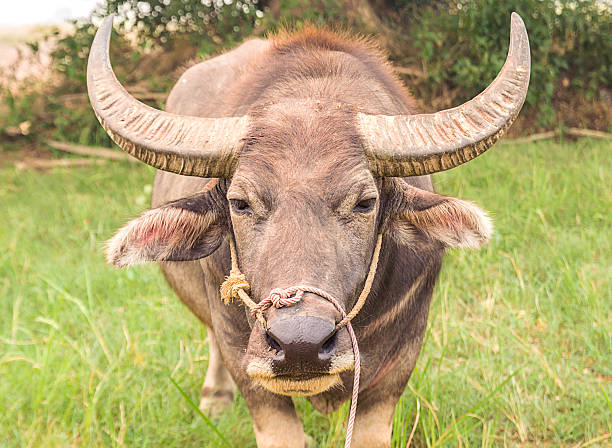 istock Asian buffalo in the field 520470879