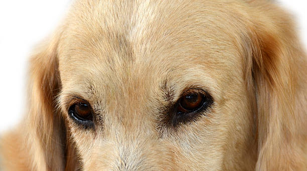 istock Dog Golden Retriever. 520471675