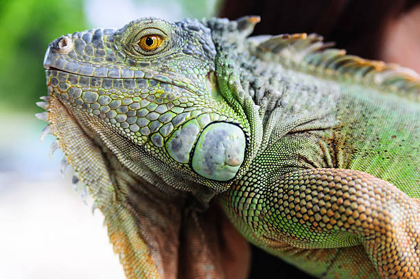 istock Portrait of green iguana 520488960