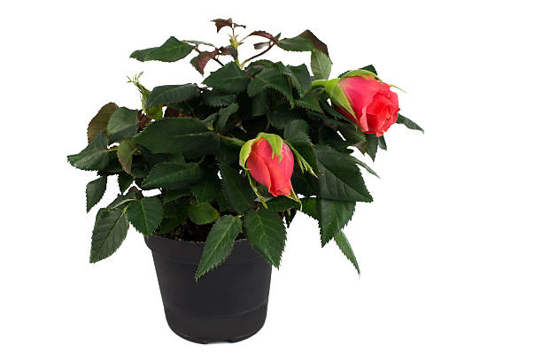 istock live miniature red roses in a flowerpot. 520489212