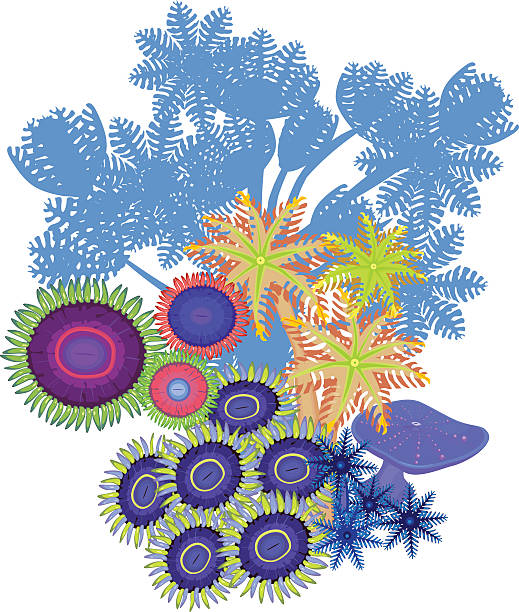 clavularia, 펌핑용 ko general term, zoanthus-소프트 산호색 - anthozoans stock illustrations