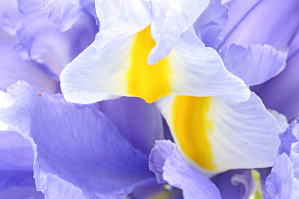 istock Closeup picture of iris 520489822