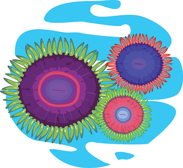 다중 채색기법 zoanthus 세 - anthozoans stock illustrations