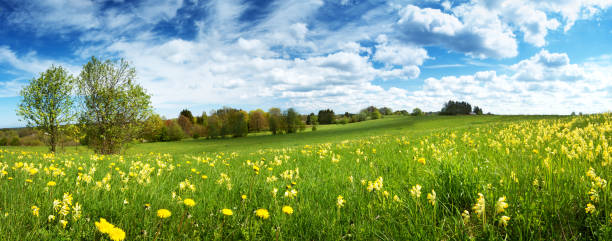 istock Field with dandelions and blue sky 520491550