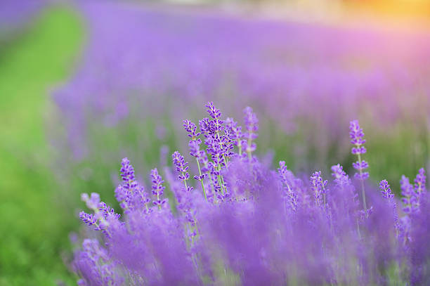 istock Lavender flowers close up 520491822