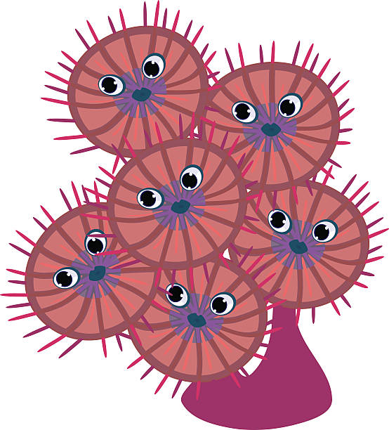 퍼니 palythoa - anthozoans stock illustrations