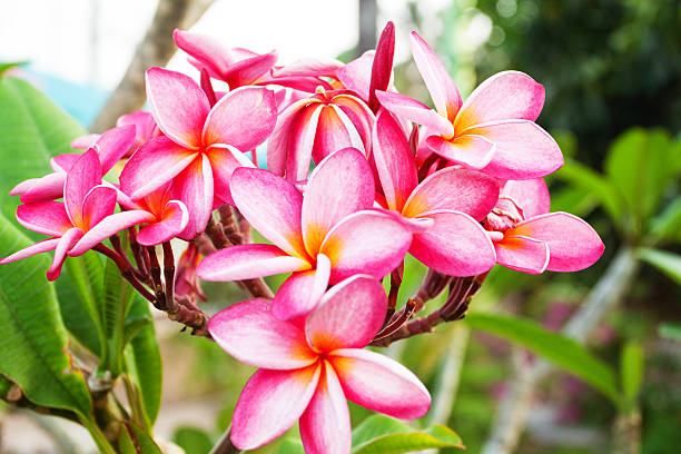istock Pink frangipani blossom 520495484