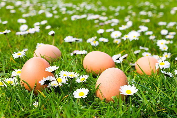 Chicken eggs in grass with daisies stock photo