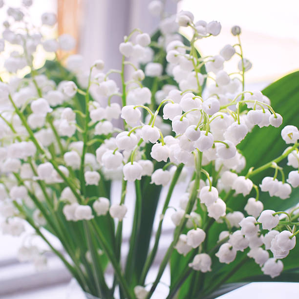 istock Lily of the valley 520495744