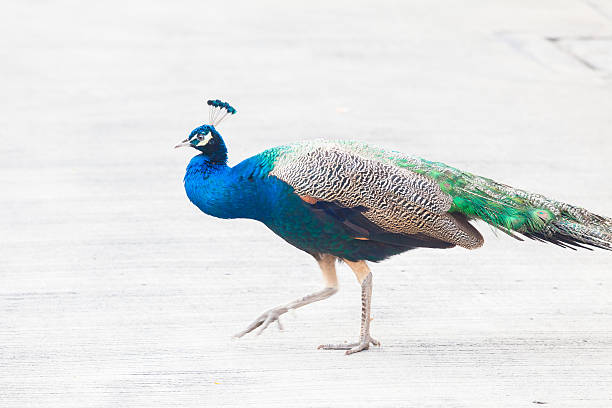 istock Peacock walk on the Street 520496092