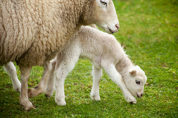 신생아 양고기, 시프 녹색 메도, 클로즈 업. - livestock rural scene newborn animal ewe 뉴스 사진 이미지