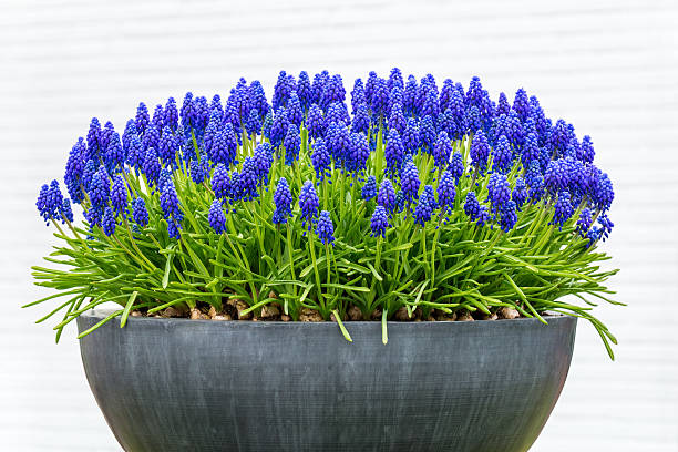 Grey metal flower box with blue grape hyacinths Grey metal flower box with blue grape hyacinths. In spring time I photographed these beautiful blooming flowers in a garden. The flowering plants are striking against the white wall in the background. In this season a lot of flower bulbs are showing their beautiful colors. grape hyacinth stock pictures, royalty-free photos & images