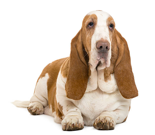 istock Basset Hound lying, isolated on white 520497416