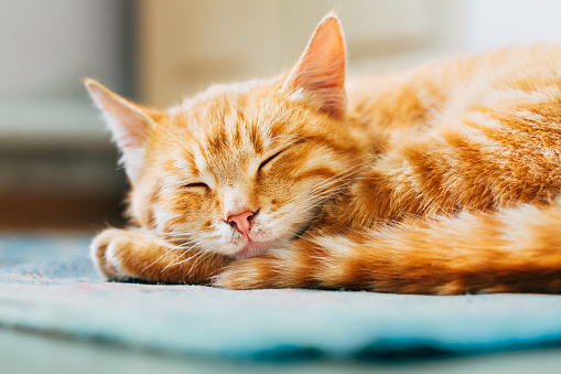 Close up of Small Peaceful Orange Red Tabby Cat Male Kitten Curled Up Sleeping In His Bed On Floor. Heat in house.