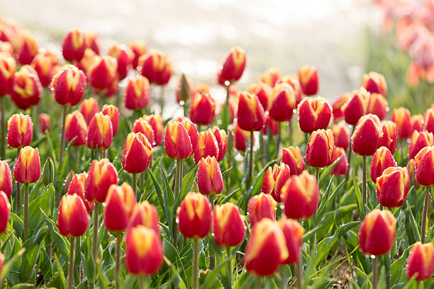 tulipanes en un campo de primavera soleada - almere fotografías e imágenes de stock