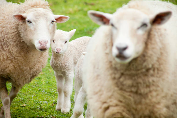 istock Two sheep and a newborn lamb, green meadow. 520498108