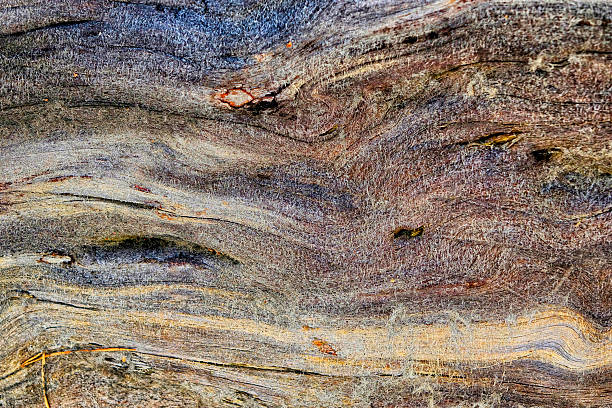istock Natural wood background old wet pine. Sunny spring day. 520498640