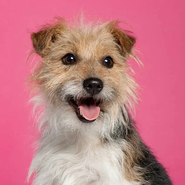 Photo of Close-up of Parson Russell Terrier in front of pink background