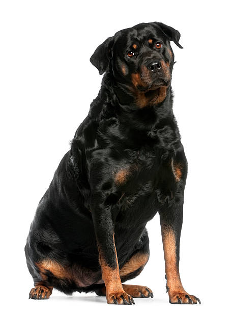 istock Rottweiler, 3 years old, sitting in front of white background 520500530