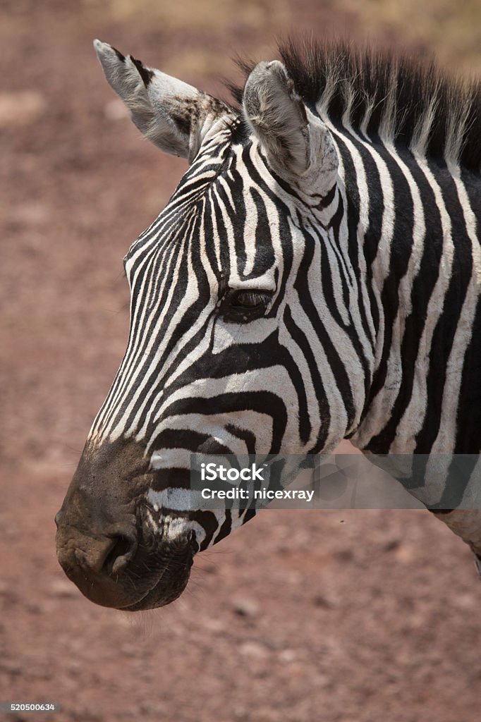 zebra in the savannah Africa Stock Photo