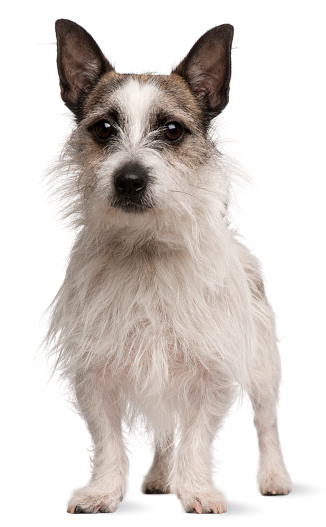 Mixed-breed dog, 2 years old, standing in front of white background