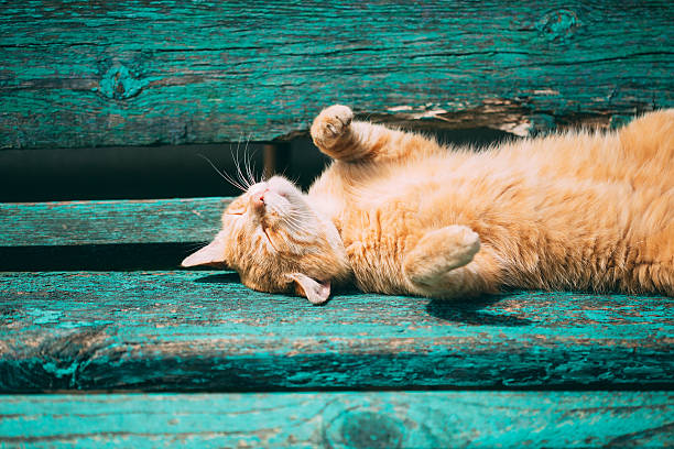 Funny Red Kitten Cat Sleeping On A Bench In Park In Hot Summer Day