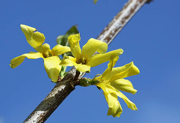 Laburnum Yellow flowers of Laburnum tree in spring time against blue sky. bright yellow laburnum flowers in garden golden chain tree image stock pictures, royalty-free photos & images