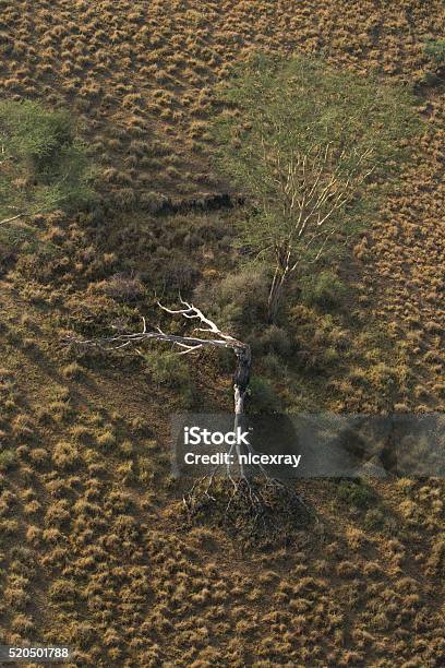 Savannah View From Hot Air Balloon Stock Photo - Download Image Now - Africa, Animal, Animal Themes