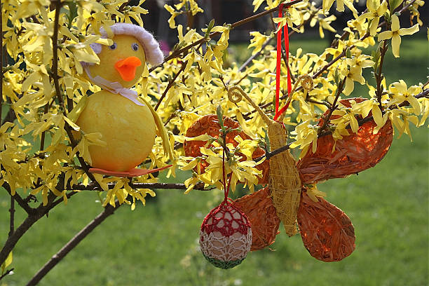 Handmade easter decoration Easter decoration fun in the garden. bright yellow laburnum flowers in garden golden chain tree image stock pictures, royalty-free photos & images