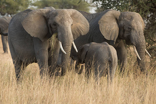 istock Group of elephants in the savannah. 520503108