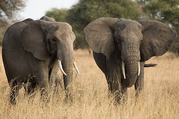 istock Group of elephants in the savannah. 520503206
