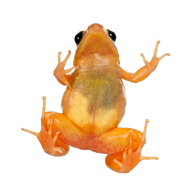 istock Golden Mantella, Mantella aurantiaca, against white background 520504280