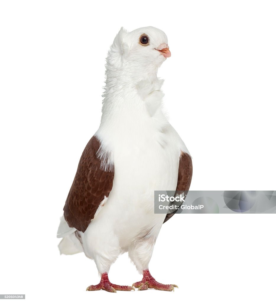 Chim Bồ Câu Cú Đức Già Bị Cô Lập Trên Màu Trắng Hình ảnh Sẵn có ...