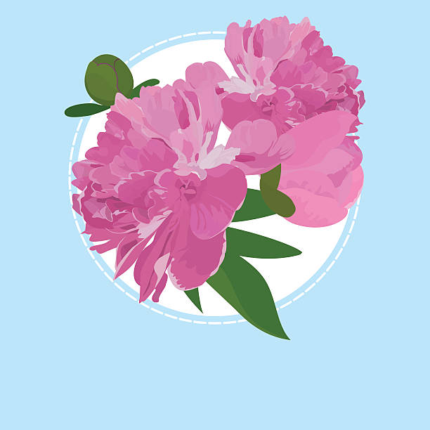 illustrazioni stock, clip art, cartoni animati e icone di tendenza di di auguri con fiori di peonia, può essere usato come invito - bouquet rose peony rosé