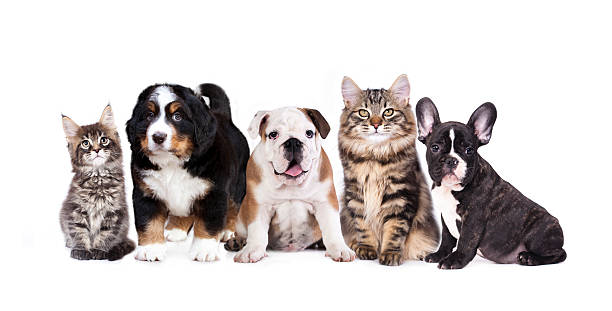 Group of  dogs and cats Group of  dogs and cats sitting in front of a white background short haired maine coon stock pictures, royalty-free photos & images