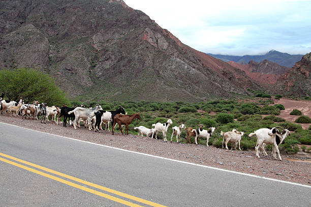 istock South America: nature, way, animals. Goats eating on the way 520504874