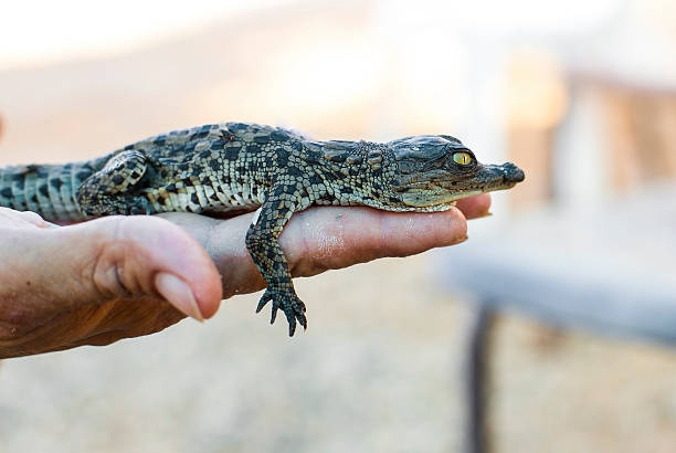 istock newborn American alligator 520506493