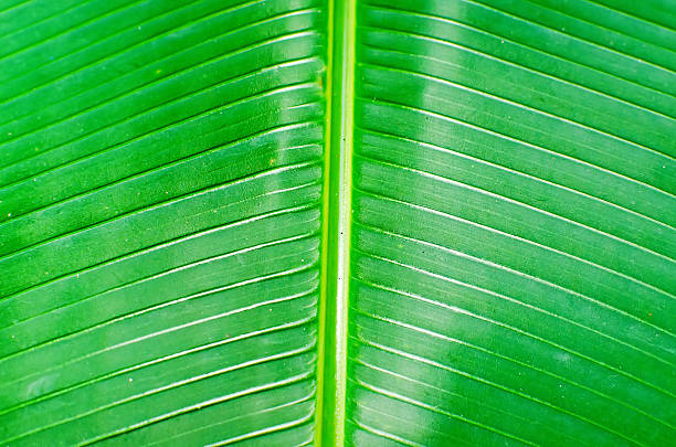 istock Texture background of backlight fresh green Leaf 520507747