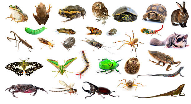 istock collection of animal 520508371