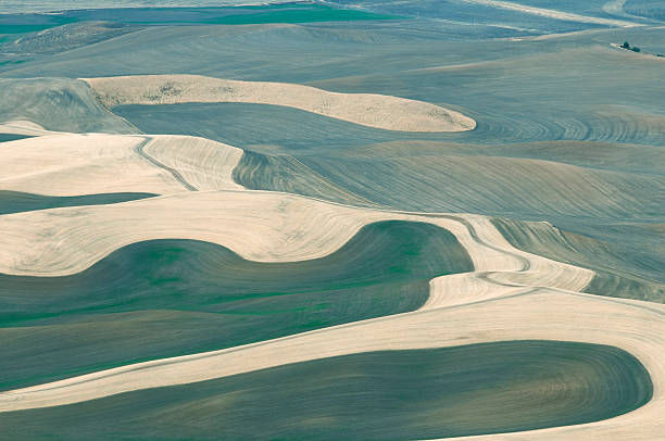 未舗装道路から小麦のフィールドワシントン州南東部 - dirt wheat washington state palouse ストックフォトと画像