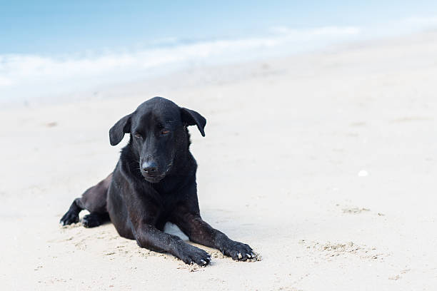 istock dog feel sad on the beach 520509233