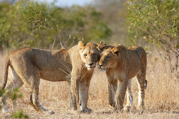 istock wild lioness pride sisters rubbing heads affectionately kruger national park 520509269