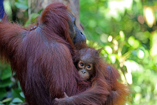 istock Indonesia: Orangutans in Tanjung Puting National Park 520509403