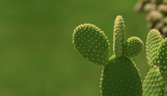 green cactus on green clear background
