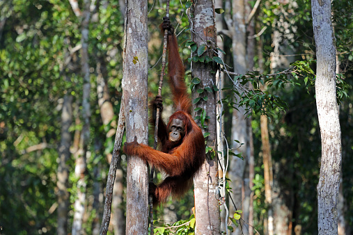 An orangutan (Pongo pygmaeus) hangs from a tree in the rainforest of the Tanjung Puting National Park in Borneo. This endangered species is found throughout Borneo, and it's related species, the Pongo abelii, is found in Sumatra.