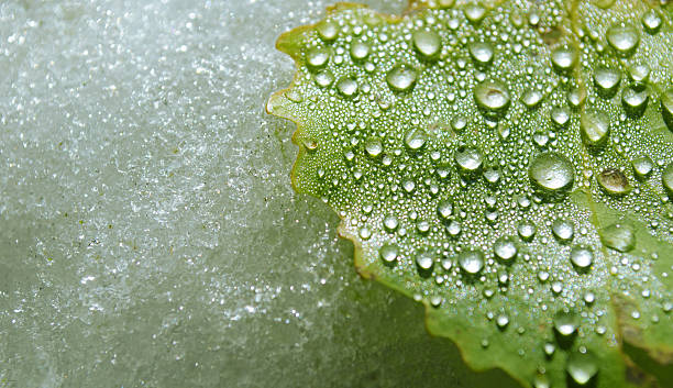 gouttes de pluie sur fallen leaf en début d'hiver - autuum photos et images de collection