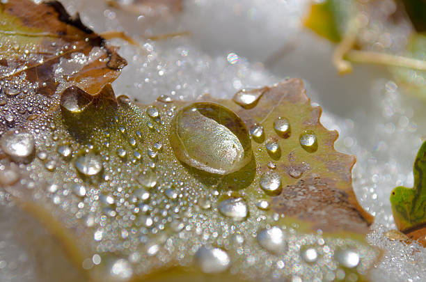 gouttes de pluie sur fallen leaf en début d'hiver - autuum photos et images de collection