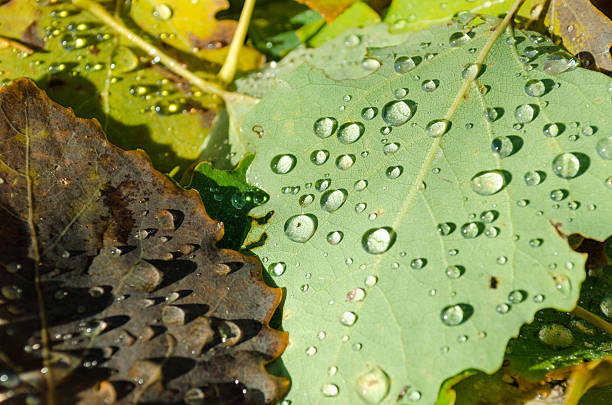 gouttes de pluie sur fallen leaf en début d'hiver - autuum photos et images de collection