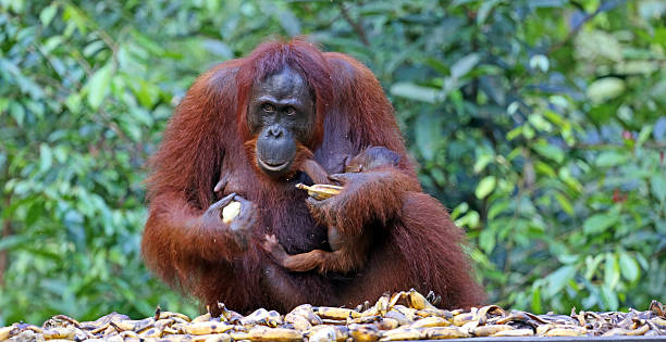 istock Indonesia: Orangutans in Tanjung Puting National Park 520510503